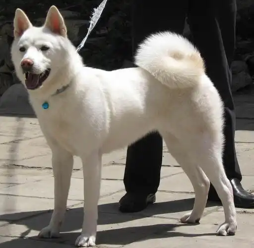 怎么给秋田犬美容 让自己的狗狗更漂亮