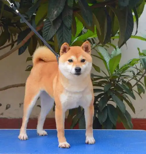 柴犬  #豆柴  #上海豆柴