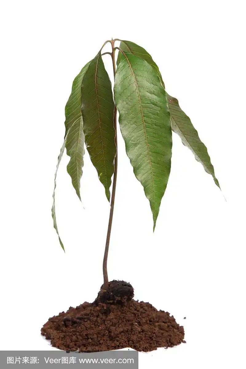带种子的芒果幼苗和新鲜的叶子分离在白色