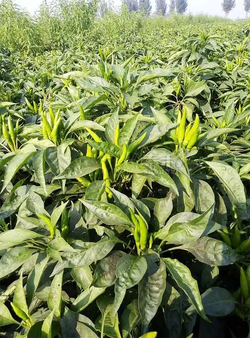 朝天椒种籽种子辣椒苗超辣四季种植食用高产秧阳台盆栽籽种孑秧苗小米