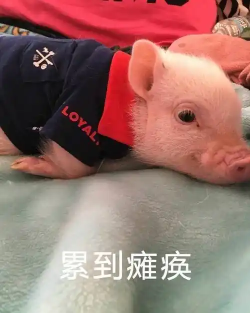 猪表情包