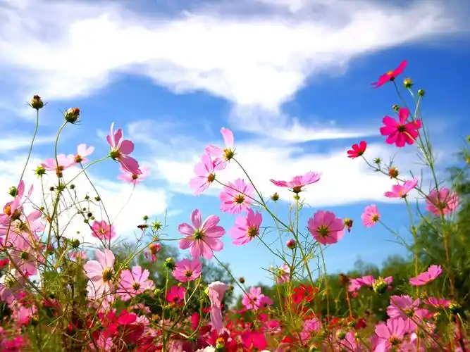 格桑花开 秋色宜人