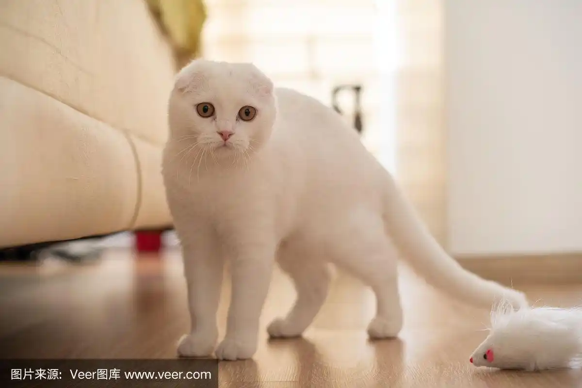 白色,苏格兰折耳猫,小猫,宠物,图像