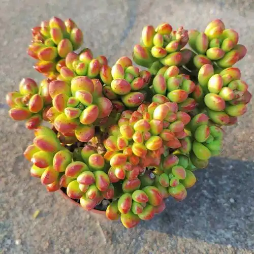 丸叶松绿老桩多肉植物办公室阳台摆设防辐射净化空气多肉植物