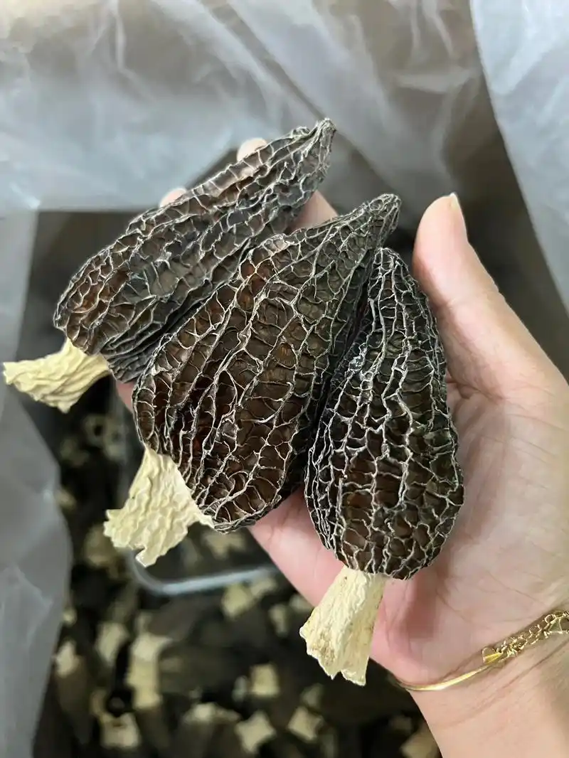 头茬羊肚菌特大号712公分