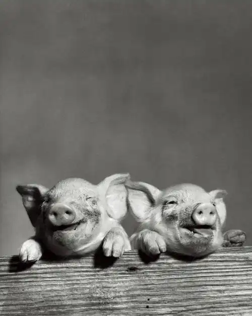 双胞胎,微笑,竖图,室内,快乐,幸福,纯洁,农业,哺乳动物,野生动物,猪