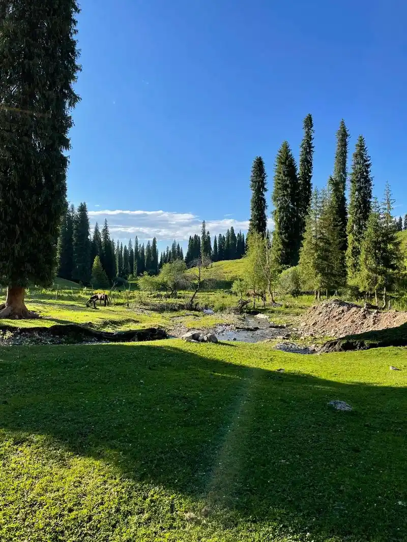 新疆伊犁的夏天太治愈新疆旅行攻略