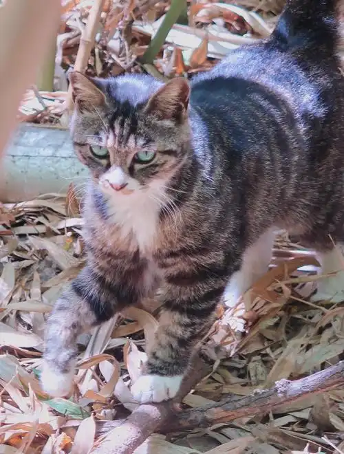 阳光下的狸花猫毛发锃亮