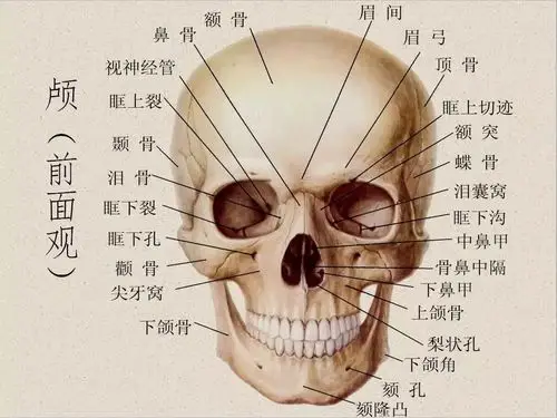沧州市推拿理疗学会:动态平衡理骨术「人体解剖学」