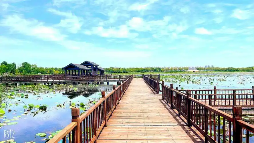 天津遛娃东丽湖赏荷花03