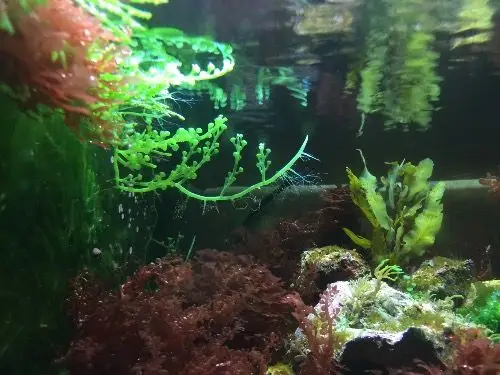 底缸里的红千层藻616161更新底缸可以这样