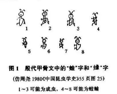 其实从甲骨文看,"皇"字本身都像照着蝗虫画的.