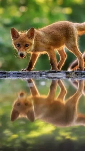 两个可爱的小狐狸,水中的倒影