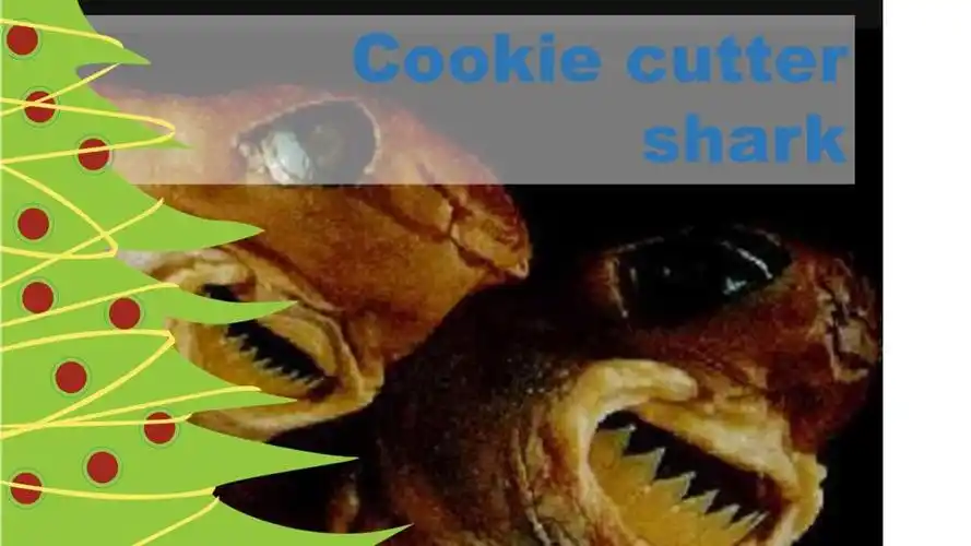 christmas critter countdown: cookie cutter shark
