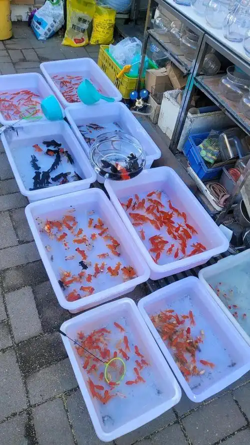 登发花鸟鱼虫市场