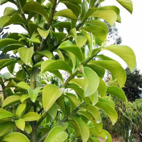 大戟阔叶euphorbiagrantiioliv.科大戟属庭院景观植物多肉植物