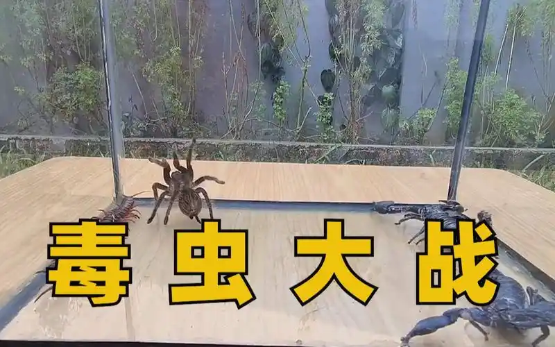 活动作品狼蛛vs蝎子vs蜈蚣毒兽之间的斗争