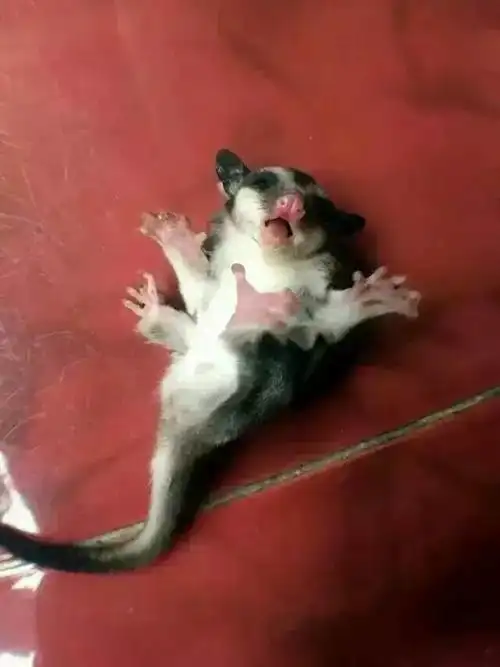 济南魔王松鼠养殖/!