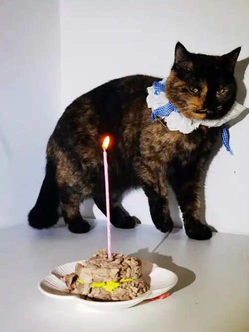 玳瑁猫是最适合拍照的