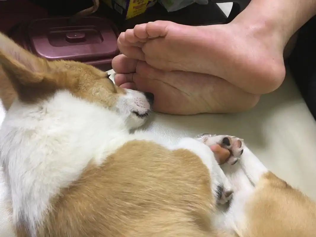 闻着粑粑的臭脚安心入睡 这是怎样一种怪癖_猫_宠物