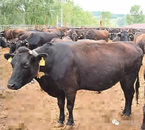 免费住 | 一座有温度的城市,一段全新的旅程,长春香格里拉体验记.