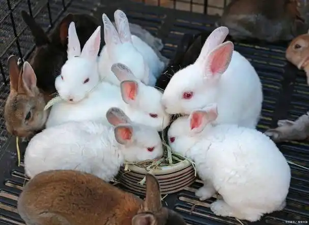 养殖兔子的销路有哪些?