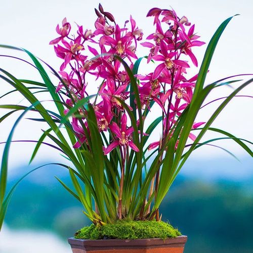 兰花苗盆栽浓香型大花室内阳台花卉建兰名贵品种兰草易养活