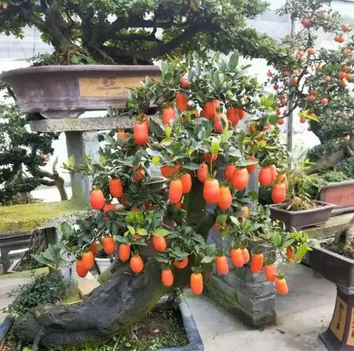 张大妈在家养"金弹子",放阳台"10年",1万1盆也不卖,值钱!