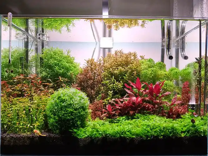 60荷兰景草缸三个月终于能看了