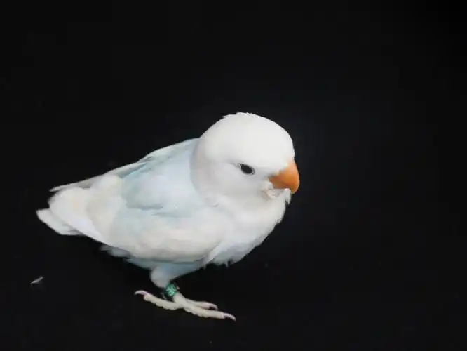 牡丹鹦鹉基因配对解答篇边化