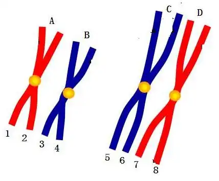 如何判断图中细胞是否有同源染色体,无同源染色体,讲清楚些吧
