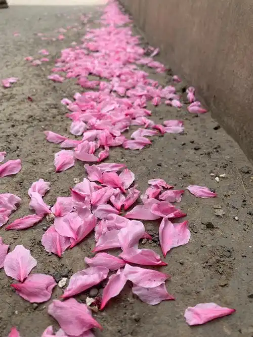 繁华盛开的时节随意飘落的花瓣