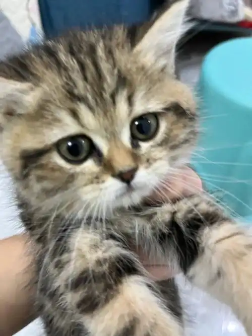 这是狸花猫还是虎斑猫啊