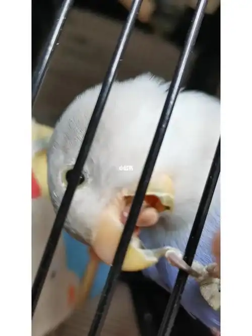 在笼子外太能飞了永远拍不到#养鹦鹉日记  #手养牡丹鹦鹉  #牡丹鹦鹉