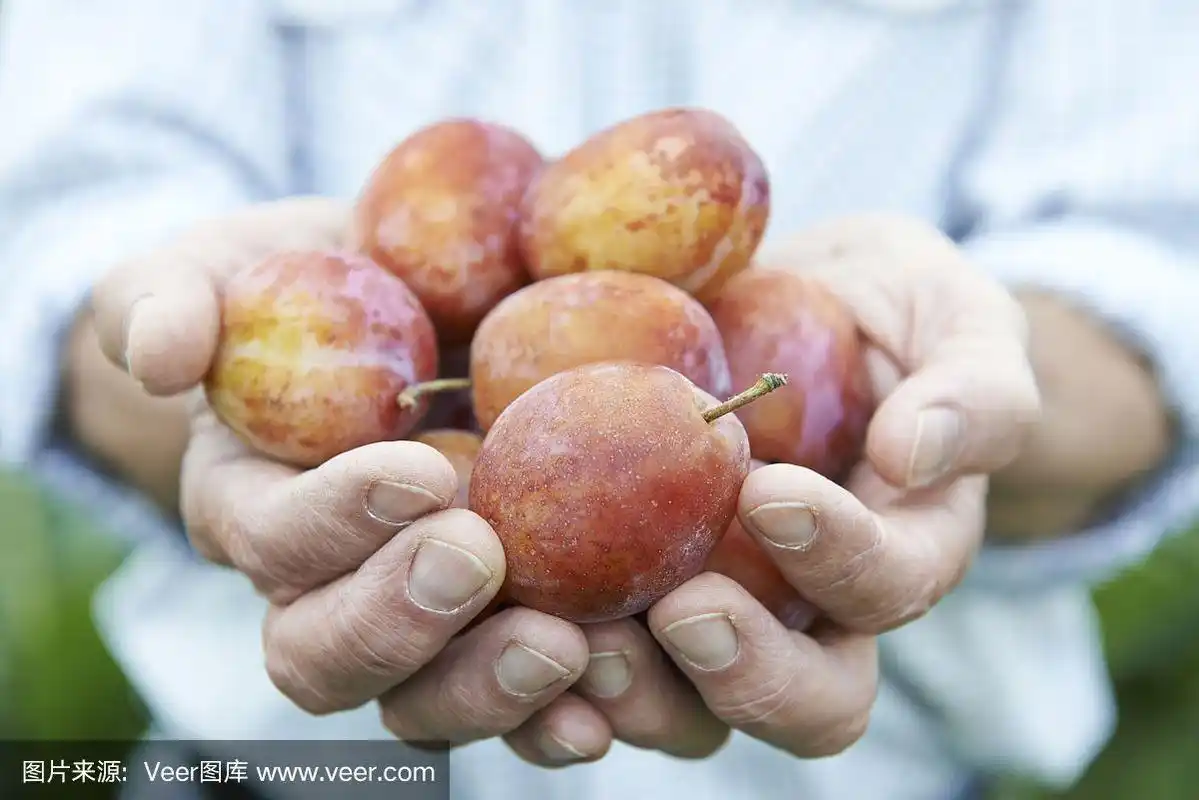 男人抱着新鲜采摘的李子的特写