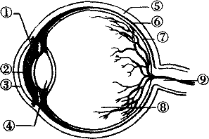 如图是眼球的结构图,请据图回答下列问题.