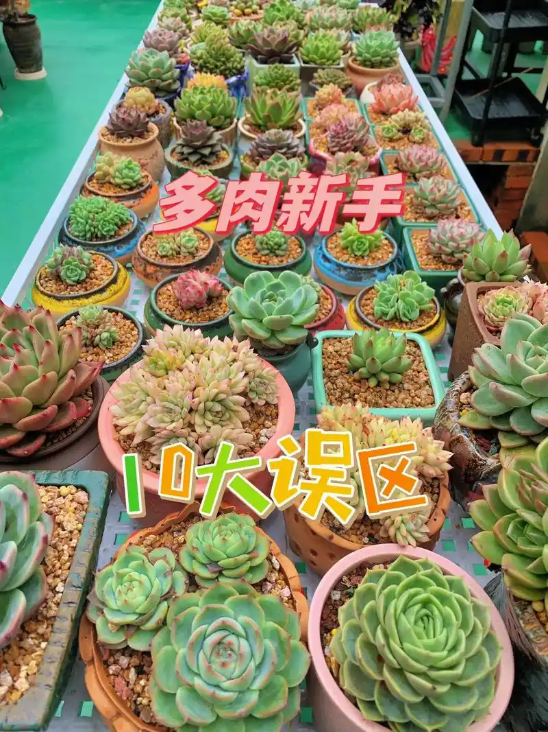 准备养多肉的新手看过来啦 每天分享养护小知识哦 小知识 10 - 抖音