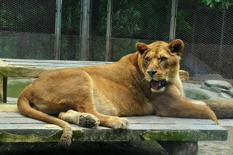 另一类zoom美国动物园网友眉开眼笑(美国动物园照片)