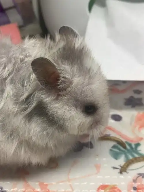 我家宠物好可爱仓鼠金丝熊长毛纯银金丝熊