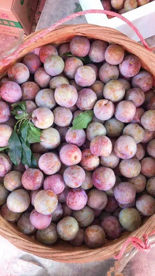 67信宜三华李大中果98元10斤广东省包邮