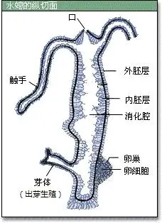 再后来,硬骨鱼类,为了控制上浮下潜的需要,让一部分消化道形成另一个