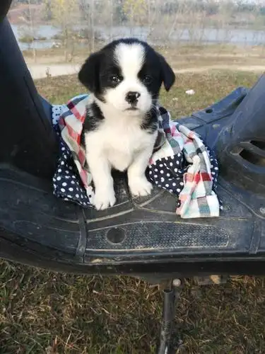 狗狗是串串吗还是田园犬,能长多大,特别不喜欢哈巴狗,希望不要变成