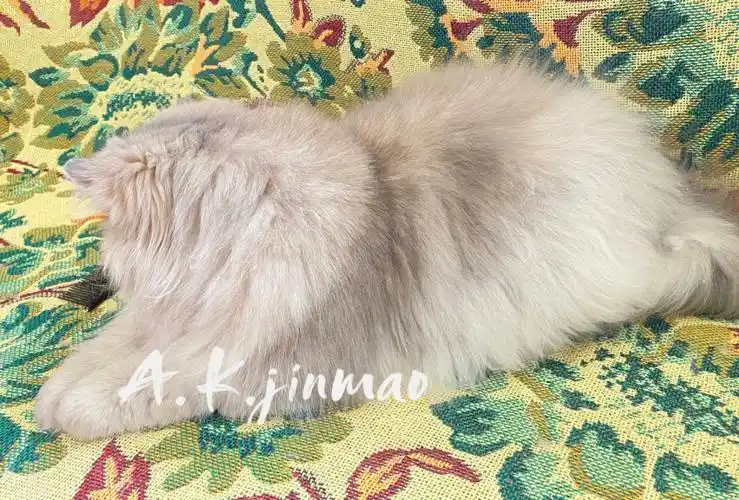 拍摄,暖金色带渐变色,太符合现代审美啦9090#ak锦猫金吉拉波斯猫