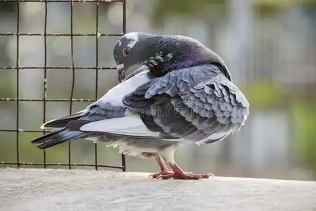 有返回原地的能力的鸽子鸟用嘴整理羽毛在家阁楼照片