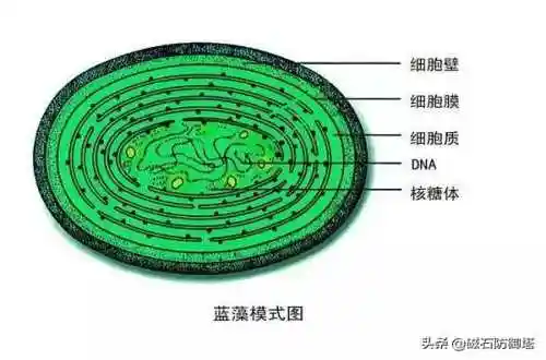 原蓝藻没有完整的细胞结构,结构类似细菌,所以很多人认为它属于细菌和