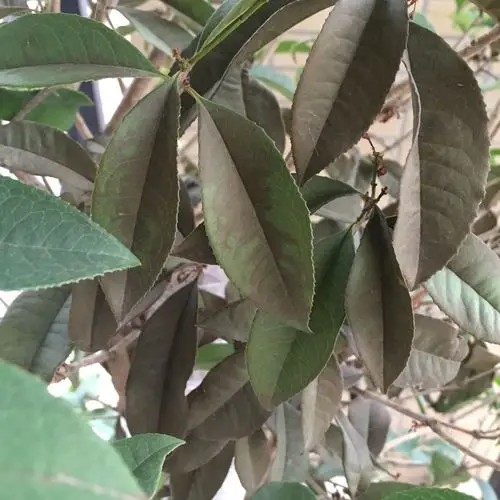 桂花树的叶子快掉光了,成棕黑色,有的绿色也一起掉了,买回来不到一个