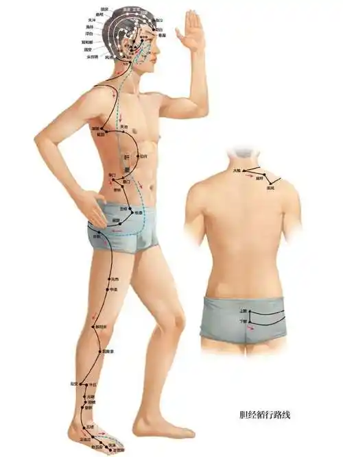 多敲敲大腿内外侧的肝经和胆经,顺畅气机,阳气便能得到生发!