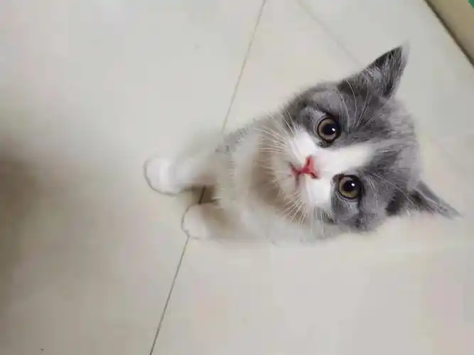 出售自家猫咪后代双血统英短蓝白矮脚(只有两只)爸妈都是双血统,可