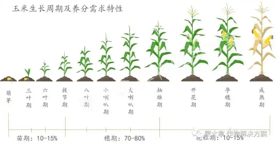 玉米生长过程中,按形态特征,生育特点和生理特性,可分为3个不同的生育