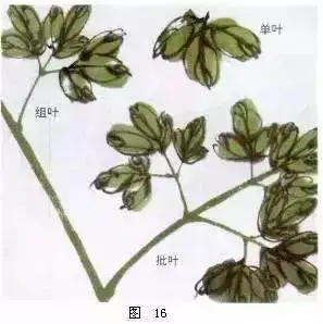 8,叶片的画法牡丹单叶可由三笔画成.用墨或色彩均可以,视需要而定.